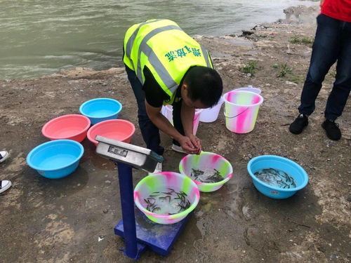 九寨溝縣開展增殖放流活動 助推水域生態環境修復與綠色可持續發展